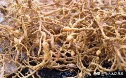 根瘤病用什么农药治,治疗根瘤病的药(月季癌症得了一个传染一大片) 根瘤病用什么农药治,治疗根瘤病的药(月季癌症得了一个传染一大片)