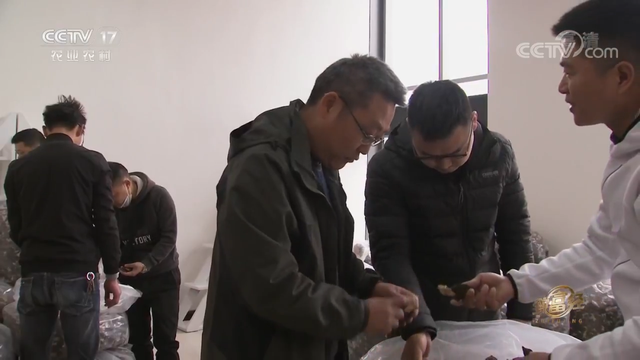 羊肚菌栽培技术，羊肚菌的种植方法和栽培技术是什么（亩产最高1000斤）