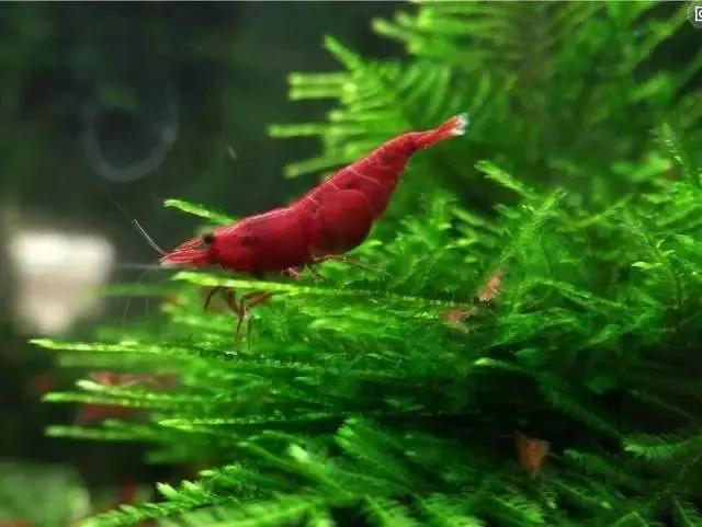 极火虾观赏虾怎么分公母，观赏虾极火虾怎么繁殖（极火虾：给冷冽的草缸一抹温暖）