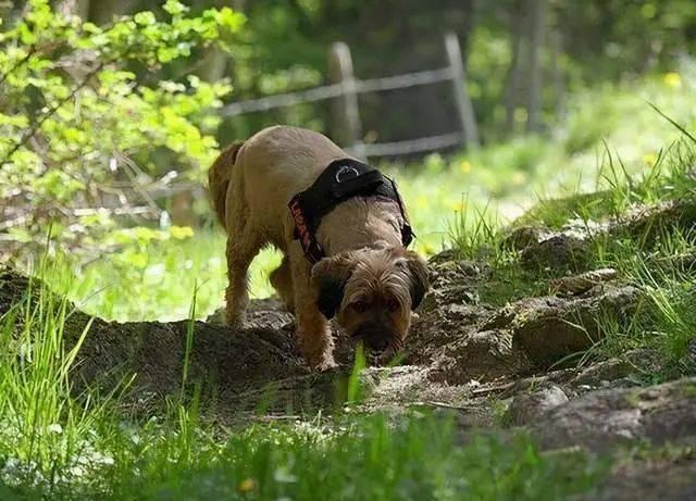 幼犬快不行的征兆，狗浑身无力发软像要死了一样（狗狗临终前的几大“征兆”）