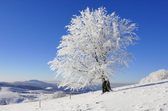 忘了爱 雪天使，TORO的《忘了爱》（雪—落入凡尘的天使）