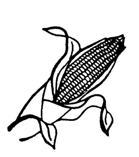 玉米简笔画图片，几株玉米的简笔画怎么画（可爱的玉米简笔画画法图解）