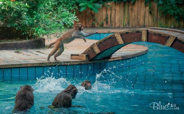 三亚南湾猴岛，三亚的陵水南湾猴岛（这里奉行“多夫多妻”太搞笑）