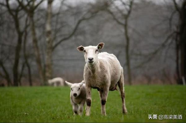 带洋或羊字的喜庆成语，带洋或羊字的喜庆成语大全（一全坐殿堂\