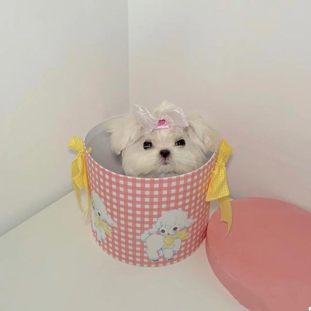 马尔济斯犬掉毛吗，马尔济斯掉毛吗（听我的，千万不要养马尔济斯）