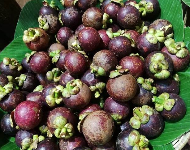 山竹怎么吃好吃，山竹怎么样吃（网红水果“山竹”三种美味吃法）