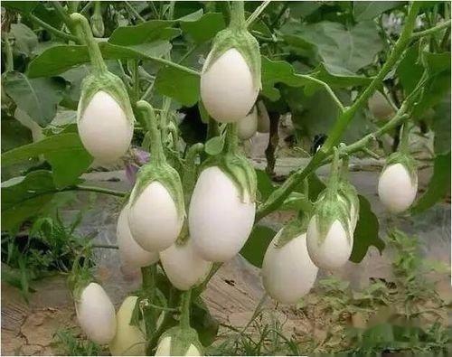 神奇的植物有哪些，世界上最神奇的植物（十种奇特的自然界植物）