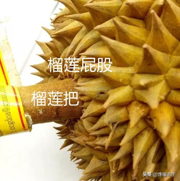 榴莲几月份最便宜，榴莲旺季是几月份（榴莲要大量上市了）