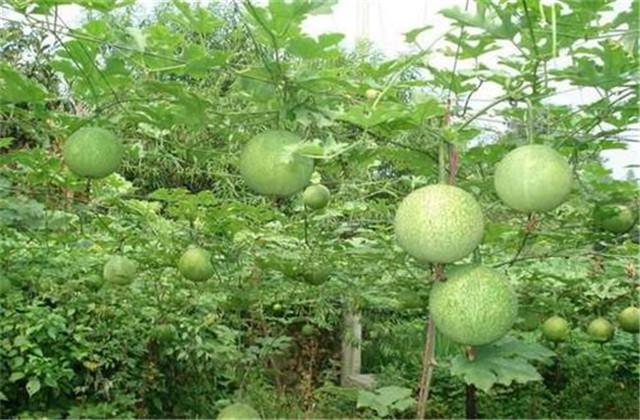 蒌叶种植技巧，点进来学习下吧