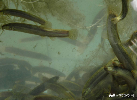 正宗无土泥鳅养殖方法，村小农网教你无土养出好泥鳅