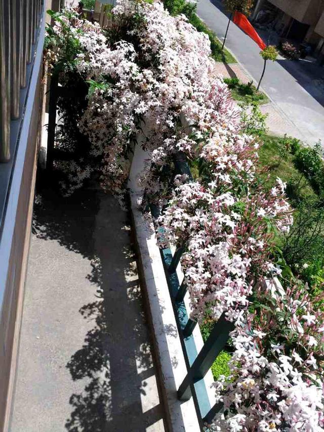 素馨花（素馨花花语，养一棵“素馨花”吧（素馨花是什么意思）