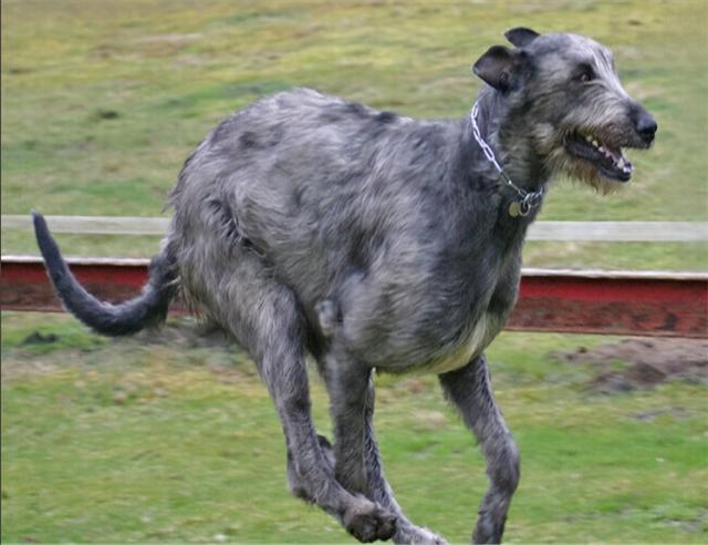 牧羊犬寿命多少年，牧羊犬寿命多少年啊（“寿命最短”的5种狗）