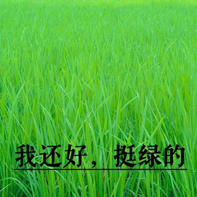 情头，兄弟头我觉着都可，微信头像，情头，兄弟头我觉着都可（我一人承受不来，好兄弟）