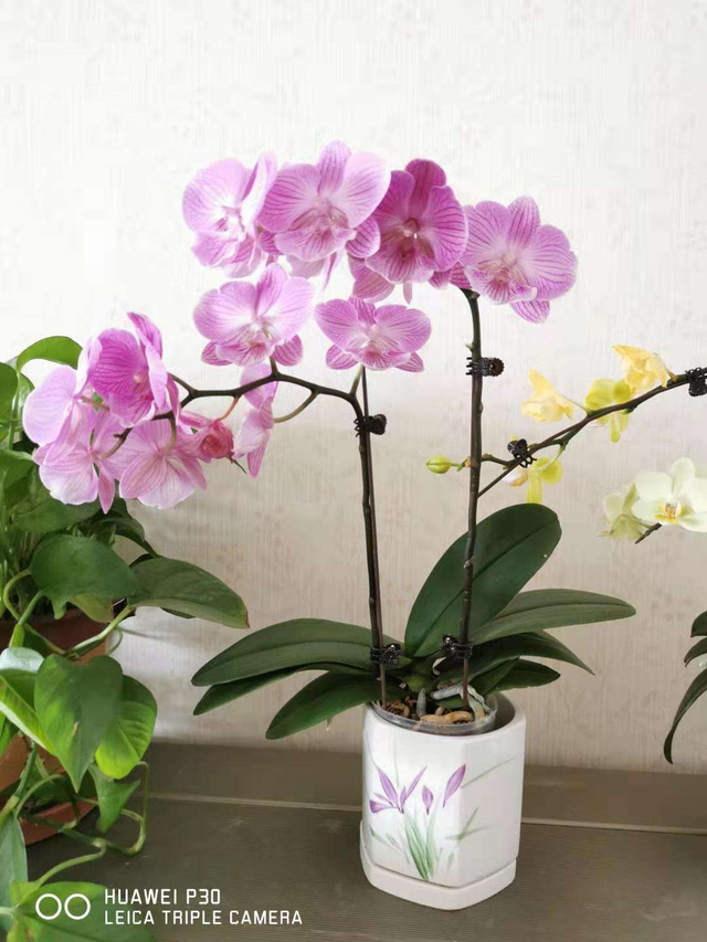 家用智能垃圾桶，垃圾桶边多了不少花（智能垃圾桶怎么用）