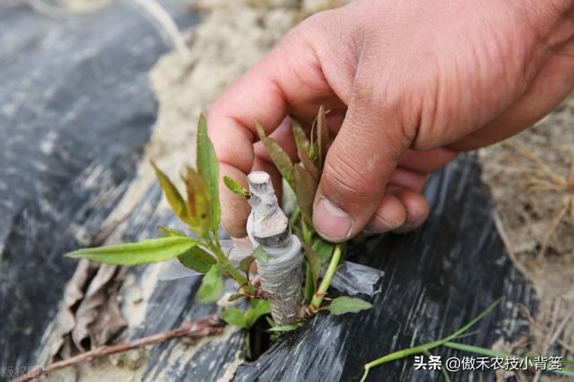 桃树嫁接时间和方法，桃树几月份嫁接合适及嫁接方法（在什么时候、选什么砧木、用什么方法嫁接容易成活）