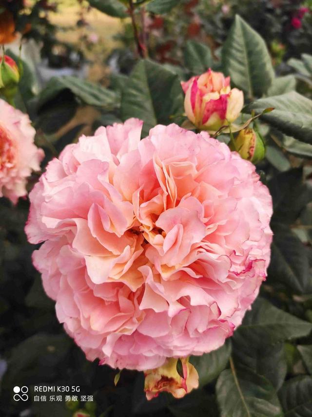 花卉图片及名称大全，常见绿植花卉及名称大全（100种常见花图鉴）