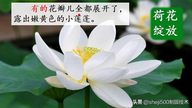 莲蓬的蓬是不是读轻声，莲蓬的蓬为什么读轻声（部编版语文三年级下册第3课《荷花》图文讲解）