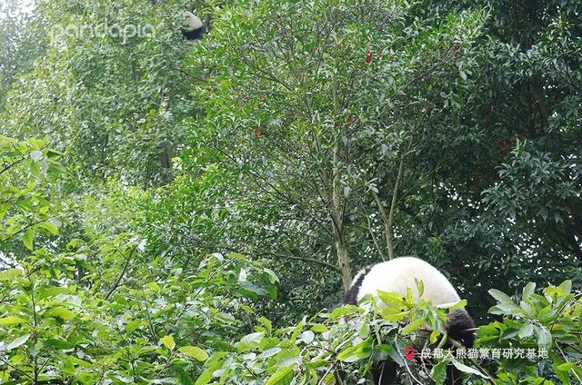 大熊猫战斗力如何，熊猫在动物中战斗力排名（教你快速判断一只熊猫的战斗力）