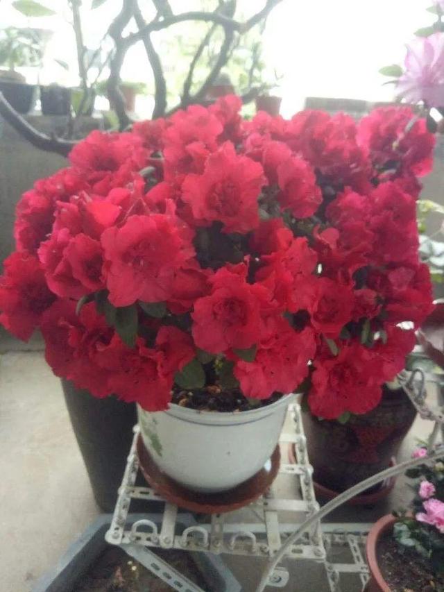 鸟尾花的繁育管理，鸟尾花 花期（30种耐阴花）