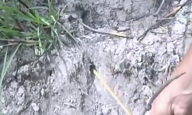 没有水的鱼，没有水的鱼没有翅膀的鸟（生活在干旱地带的神奇鱼类）