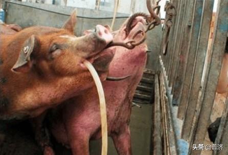 熟肉是什么意思，熟肉是什么意思网络用语（比生肉便宜的熟肉）