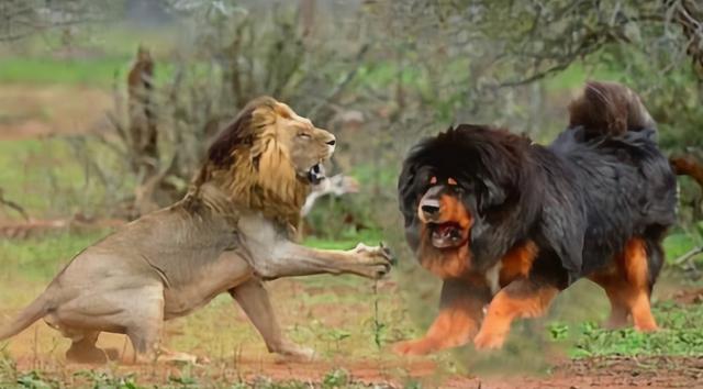 最认主人的狗排名，最认主人的狗排名是怎样的（它们一生只认一位主人）