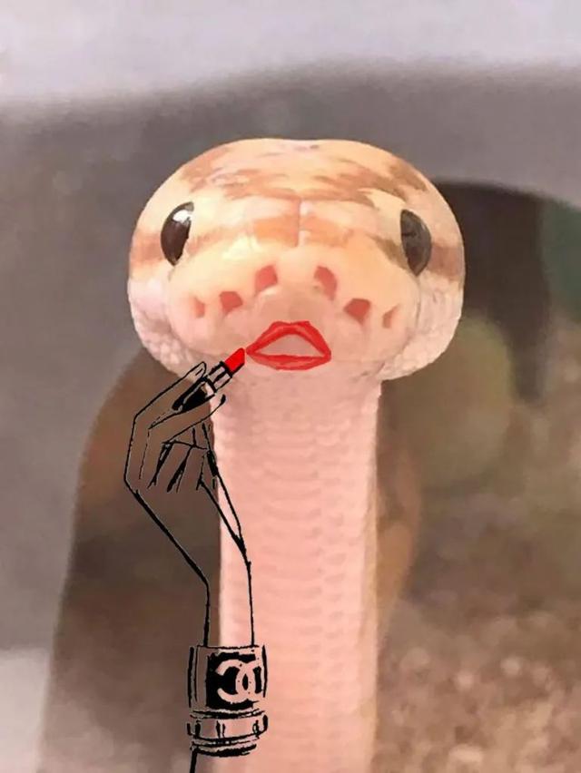 蛇怎么画好看又简单，蛇的简笔画画法（给蛇画上两个小胳膊）