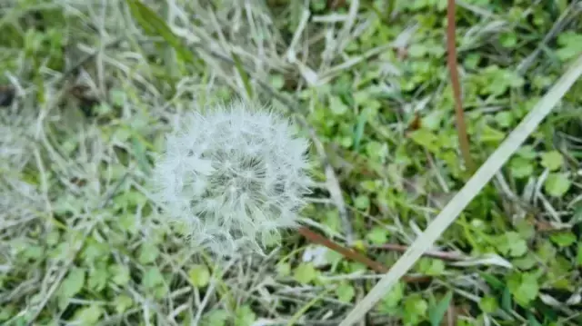 十二星座的守护花，十二星座的守护神是谁（十二星座的守护之花）