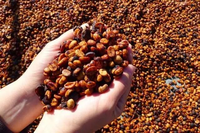 关于咖啡的知识，咖啡的介绍（最全咖啡基础知识你可不能错过）