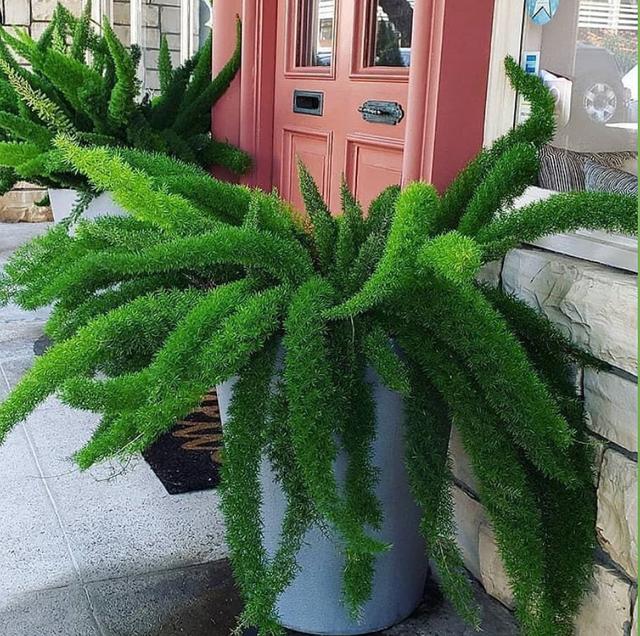 适合家里养的32种花，家里养什么花好（”家居盆花100种）