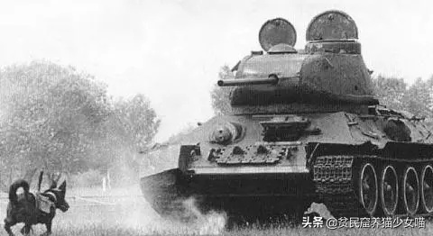 日军与德军哪个更恶毒，日军怕德军吗（为啥战争中常常用狗做间谍）