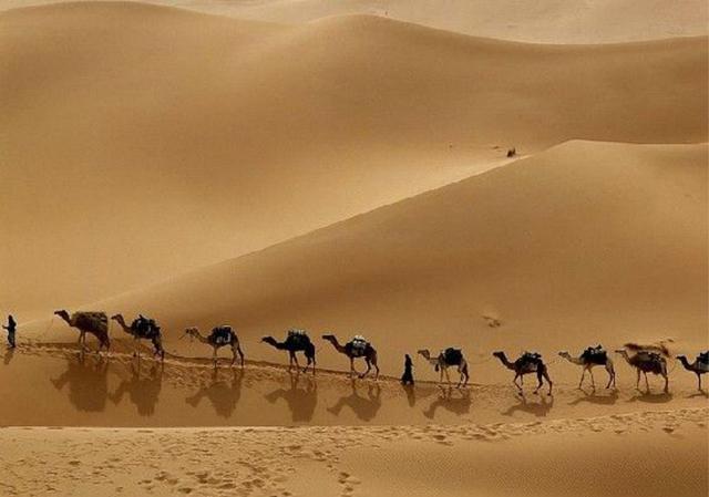 沙漠之舟是什么动物，之称的动物是什么（被称为“沙漠之舟”的骆驼）
