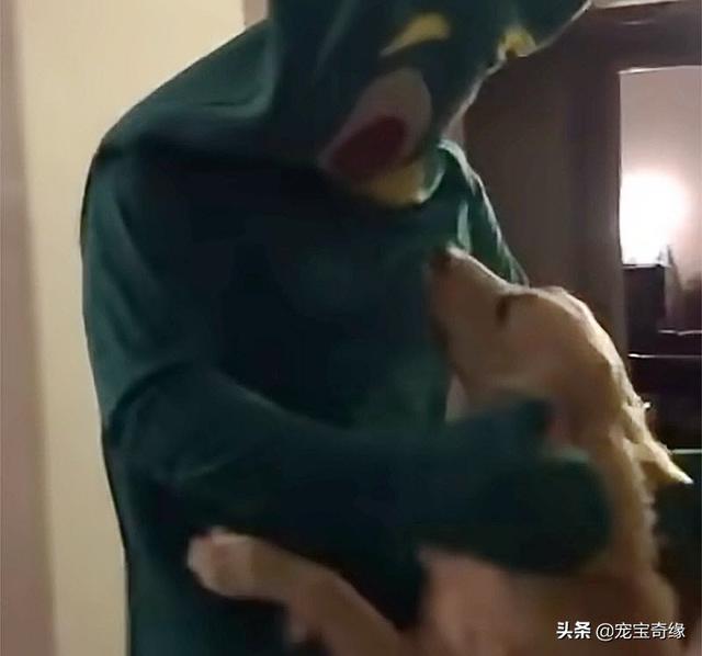 被装在包包里的毛孩纸，被装在包包里的毛孩纸怎么处理（铲屎官为毛孩们所做的事情让人感动图片）