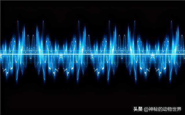 大象的耳朵有什么作用，大象耳朵的作用和特点（大象的耳朵除了听觉）