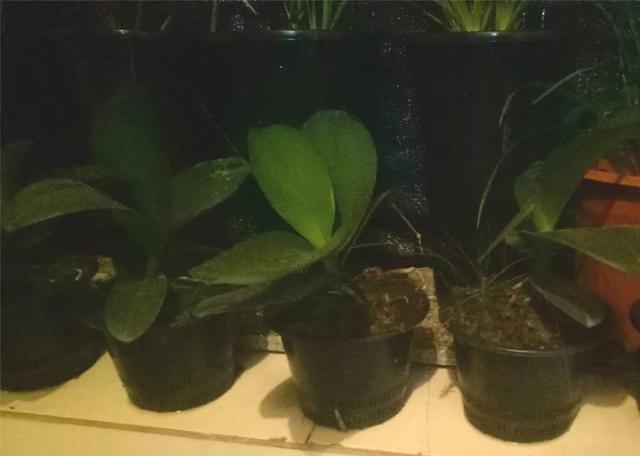 蝴蝶兰的养殖方法和注意事项，蝴蝶兰的养殖方法及注意事项大全（蝴蝶兰想养好很容易）