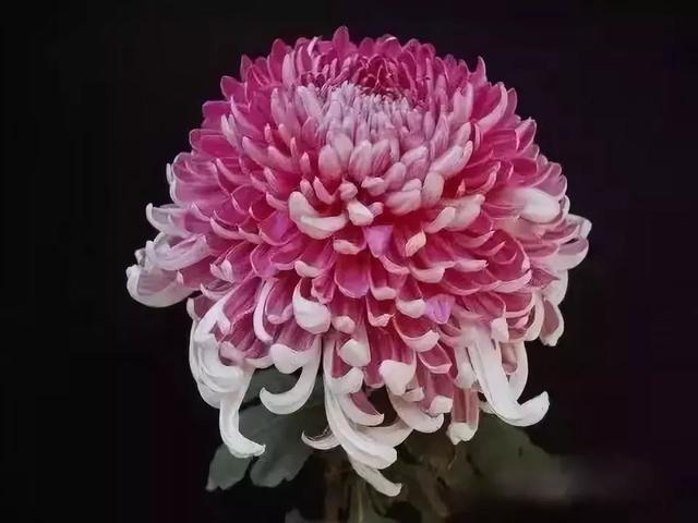 世界最美菊花80种太美了，金秋十月赏菊花——世界最美菊花80种送给您