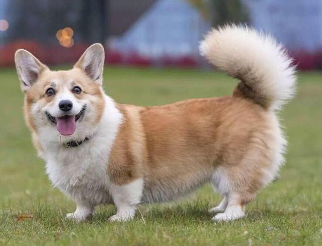 柯基为什么要断尾,柯基尾巴为什么要剪掉呢(目的却是让狗变成"羊")