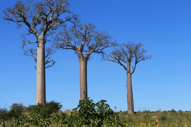 神奇的植物有哪些，世界上最神奇的植物（十种奇特的自然界植物）