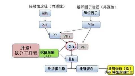 刺梨是凉性还是热性，刺梨是凉性吗（——凝血检查及易栓症）