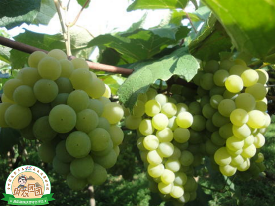 什么是水晶葡萄，什么是水晶葡萄酒（清镇水晶葡萄火热上市）