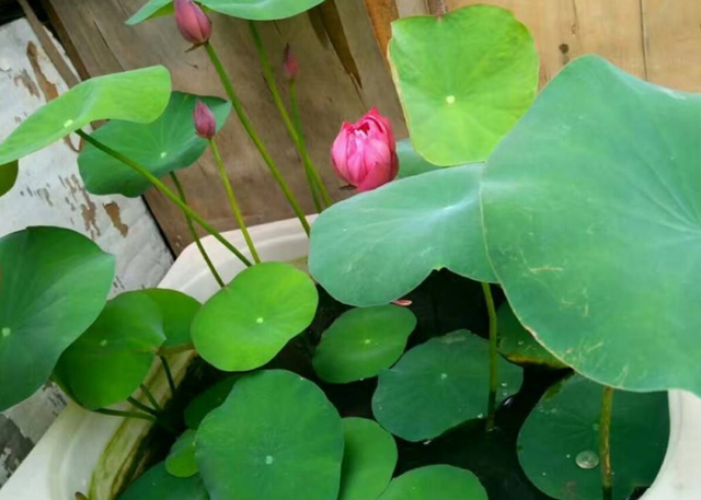 如何栽种荷花，荷花怎么种植方法家养（做好4点，在家养也能开得旺）