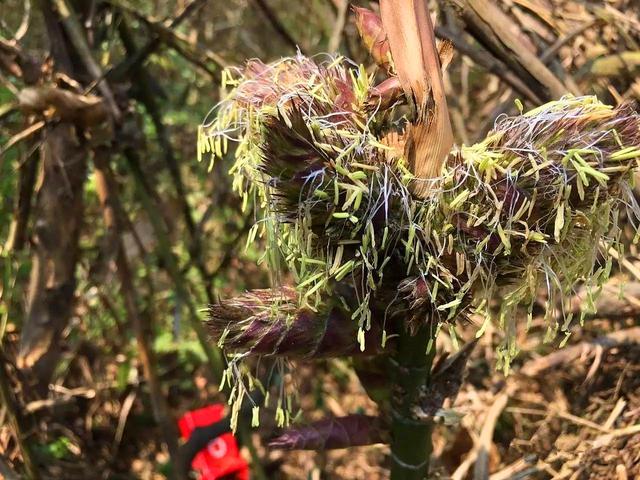 竹子开花吗，竹子一生只开一次花吗（竹子开花难道真是“大灾变”的前兆）