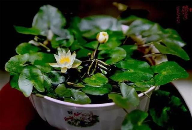 无土水培碗莲发芽后怎么养，无土水培碗莲的种植方法和注意事项（情况换水避免腐烂）