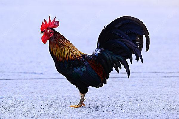 蜈蚣是不是昆虫,蜈蚣是昆虫类吗(为何成为公鸡的食物)