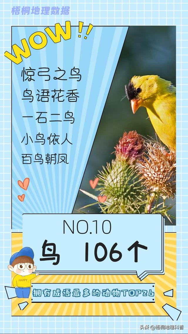 关于猫的词语有多少个，关于猫的词语有多少个词语（盘点哪种动物拥有的成语最多）