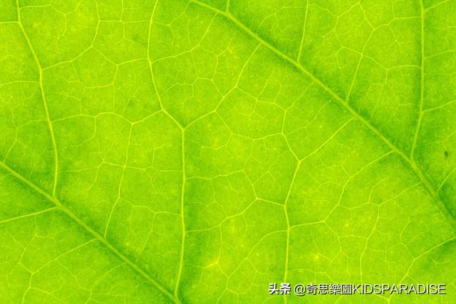 树叶的形状有哪些，叶子的形状有哪些（为什么树叶会有各种各样的形状）