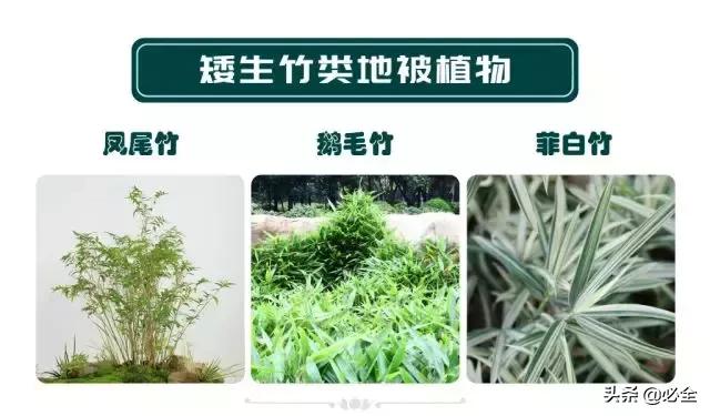 非洲茉莉，这些知识你是否具备（非洲茉莉花图片）