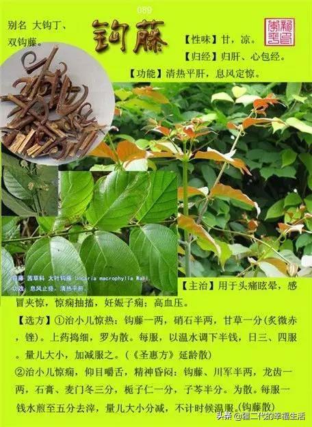 常见中草药图谱，中草药经典图谱（让你知道常用药都长啥样）