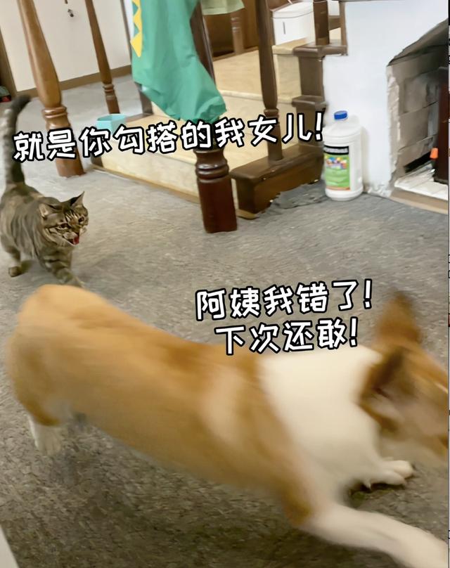 狸花猫是土猫吗，狸猫是土猫吗（那些年嘲笑狸花是小土猫的人）