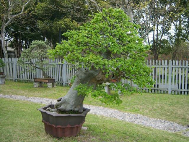 白蜡树介绍及白蜡树盆景养护注意事项，白蜡树的养殖方法及注意事项（中国特有的白蜡树）
